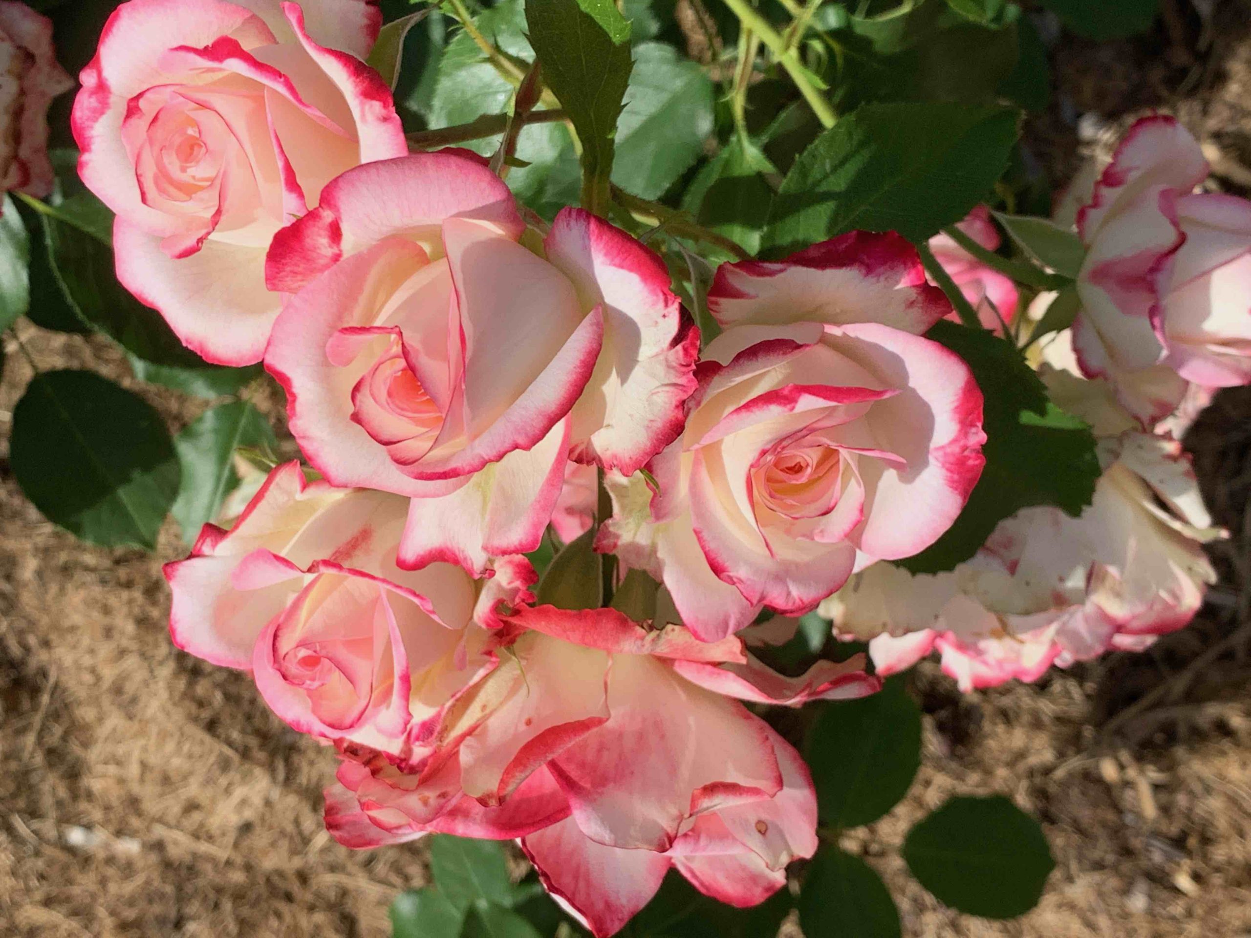 Des roses aux boutons de roses - sosdiscernement.org